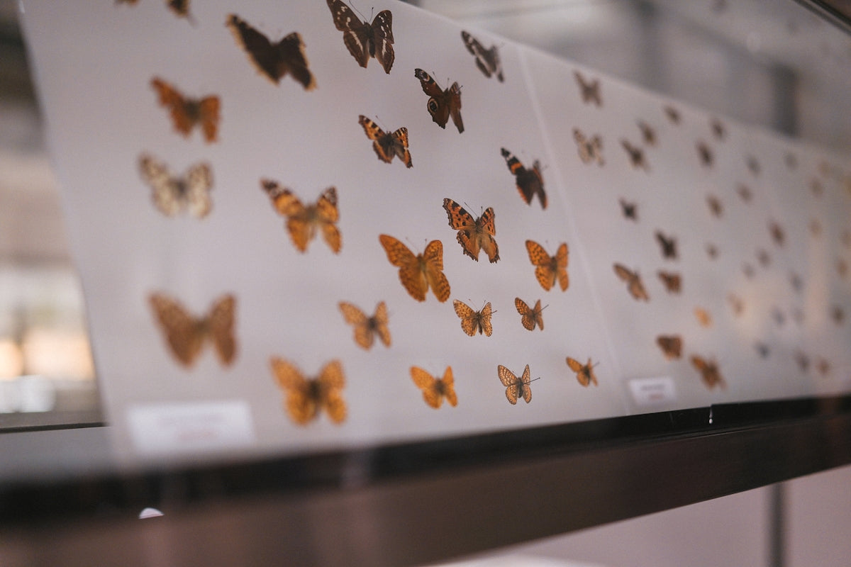 A group of butterflies on display in a museum