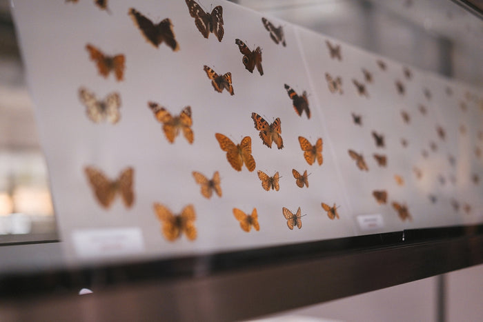 A group of butterflies on display in a museum
